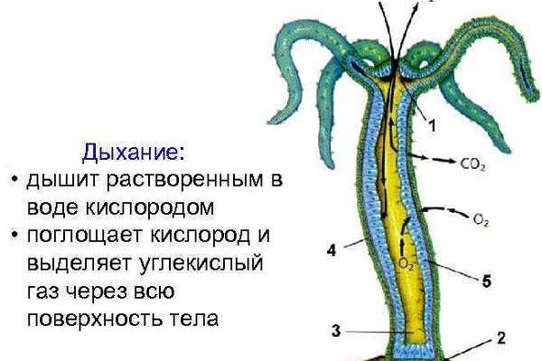 Магазин по продаже наркотиков